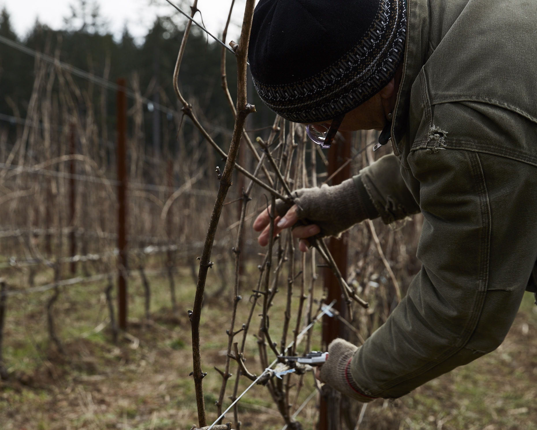 170104_JF_BF_PRUNING_023