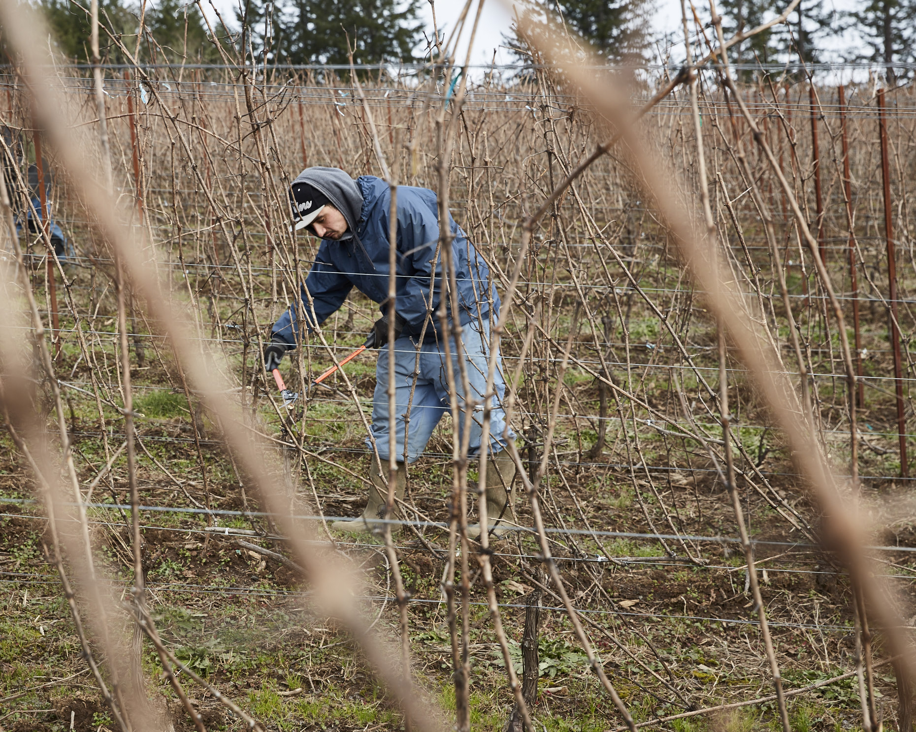 170104_JF_BF_PRUNING_032