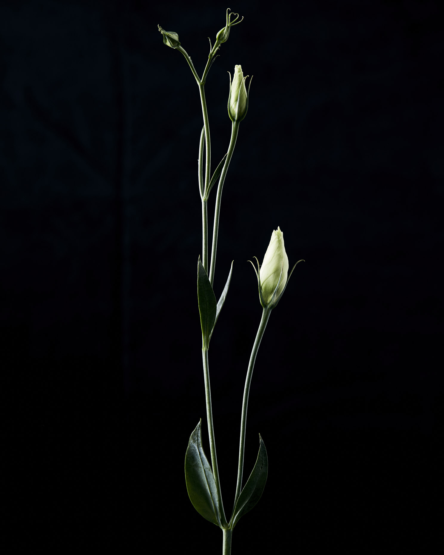 170124_FLOWERS_073