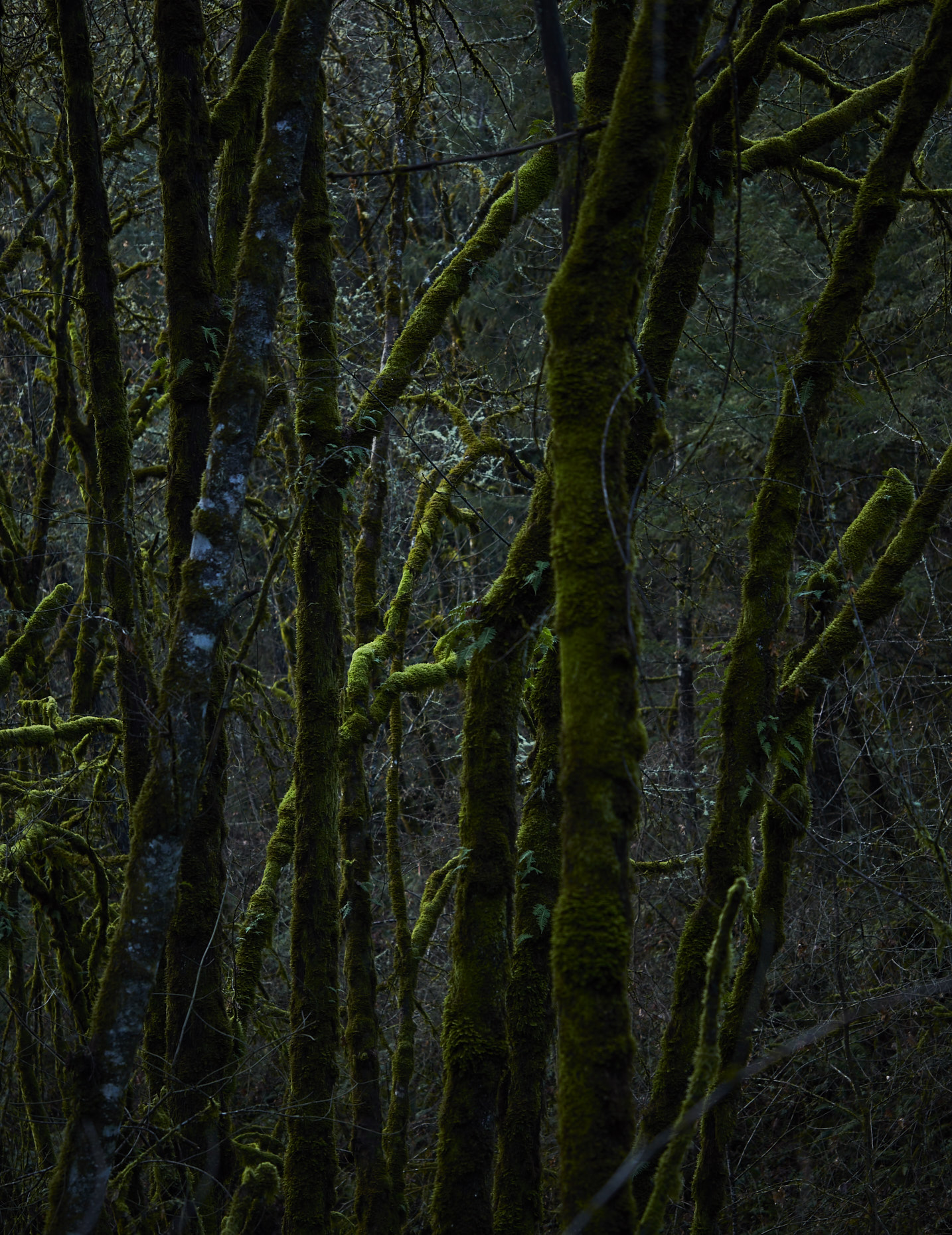2017_OREGON_078