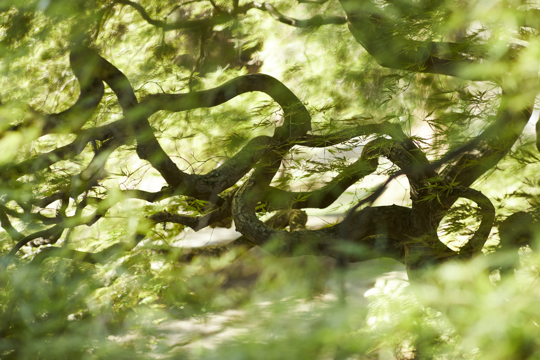 JF_ATLAS_NAKASHIMA_018