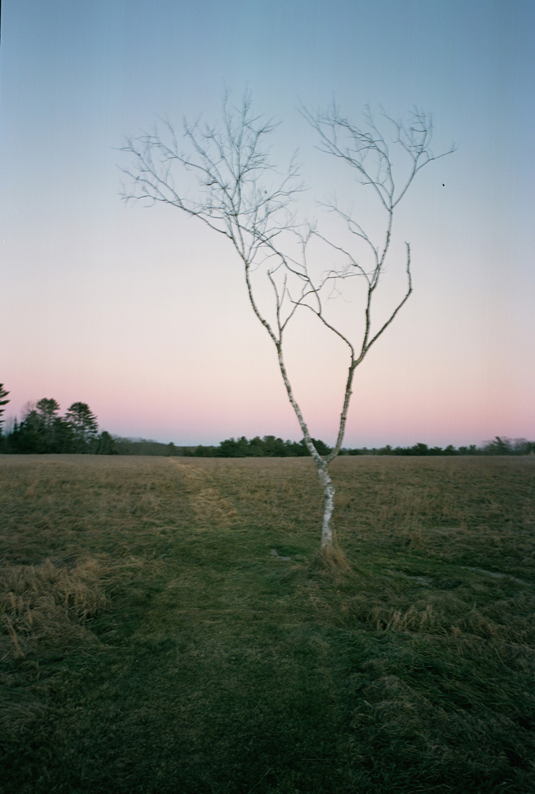 Maine_Solo_Tree